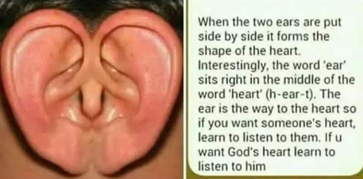 Ears: The extension of the heart